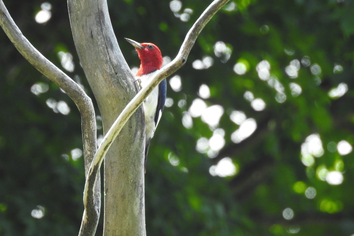 Red-headed Woodpecker - ML590360171