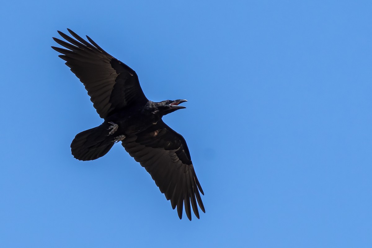 Common Raven - ML590361411