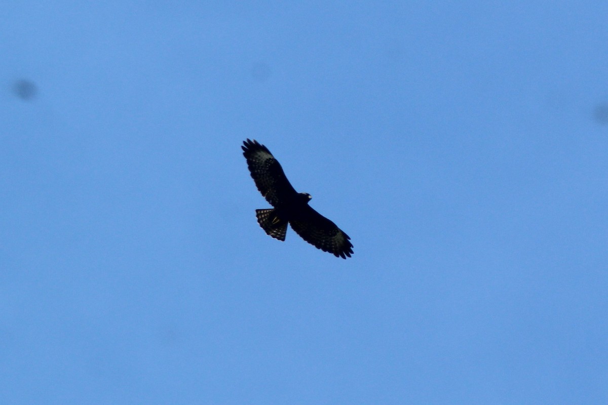 Short-tailed Hawk - ML590361421