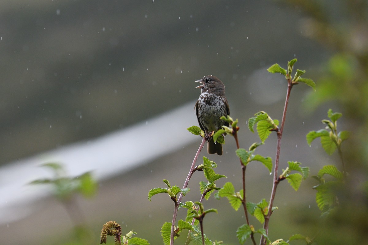 Fox Sparrow (Sooty) - ML590367881