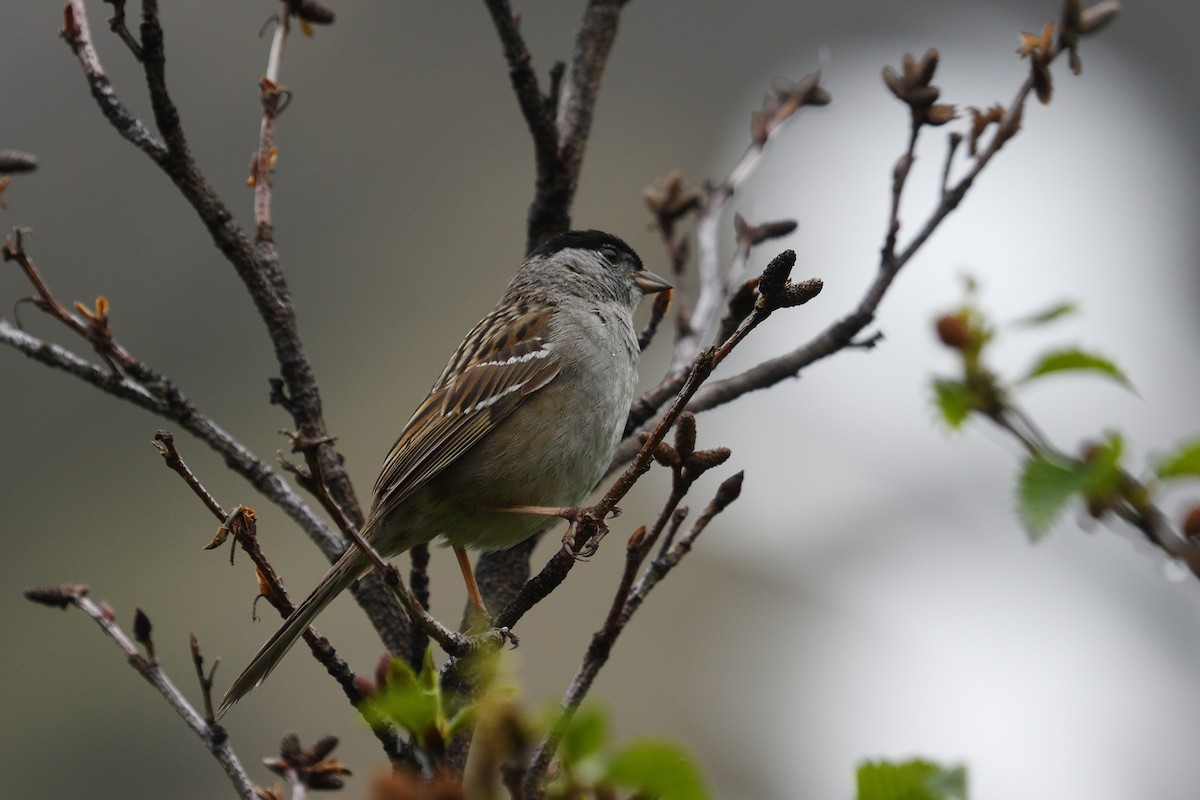 Golden-crowned Sparrow - ML590368121