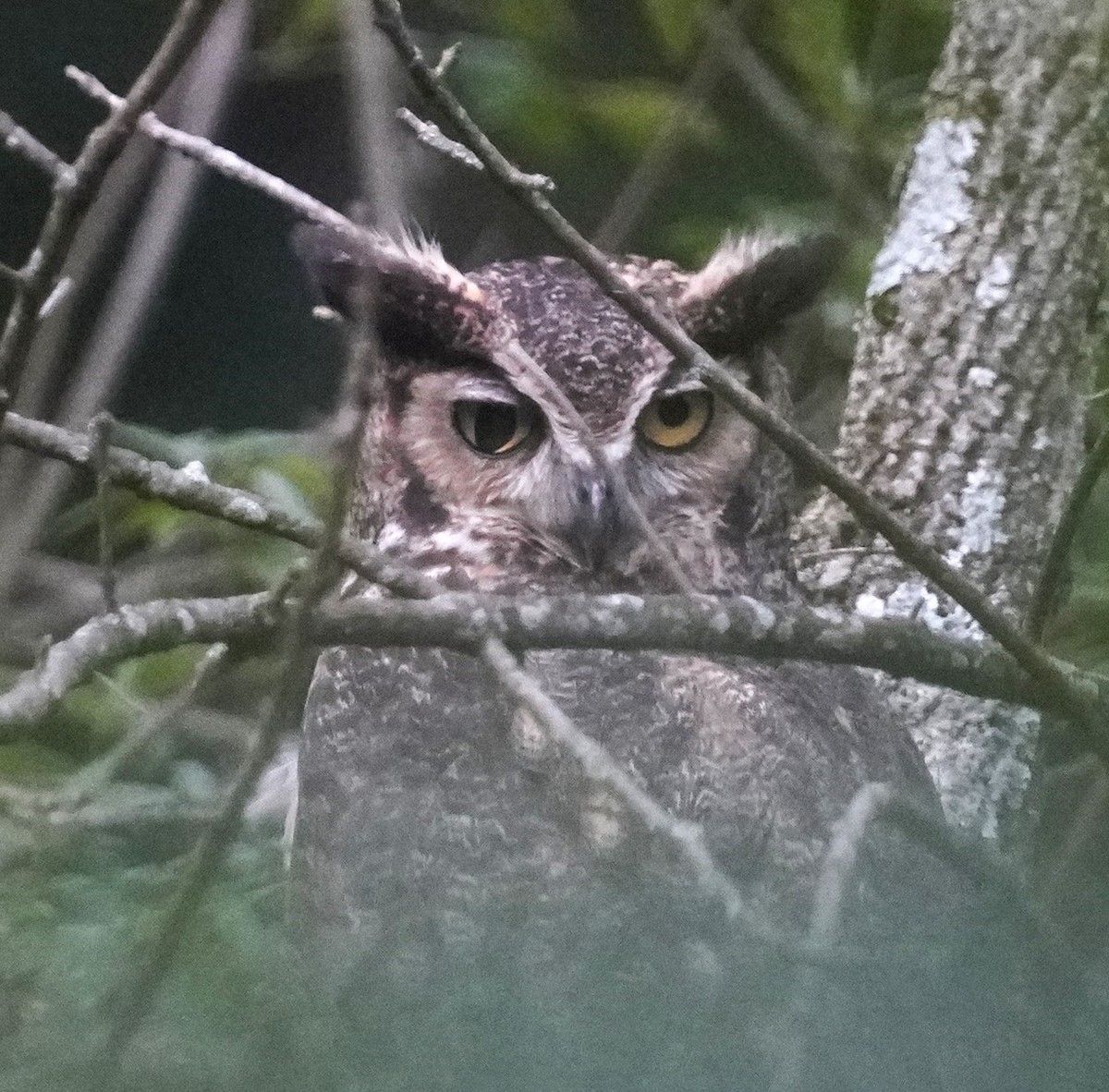 Great Horned Owl - ML590369001
