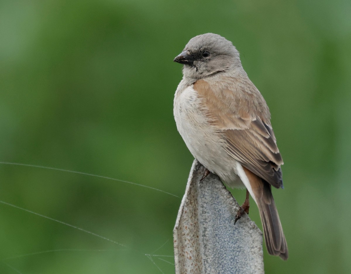 Southern Gray-headed Sparrow - ML590371271