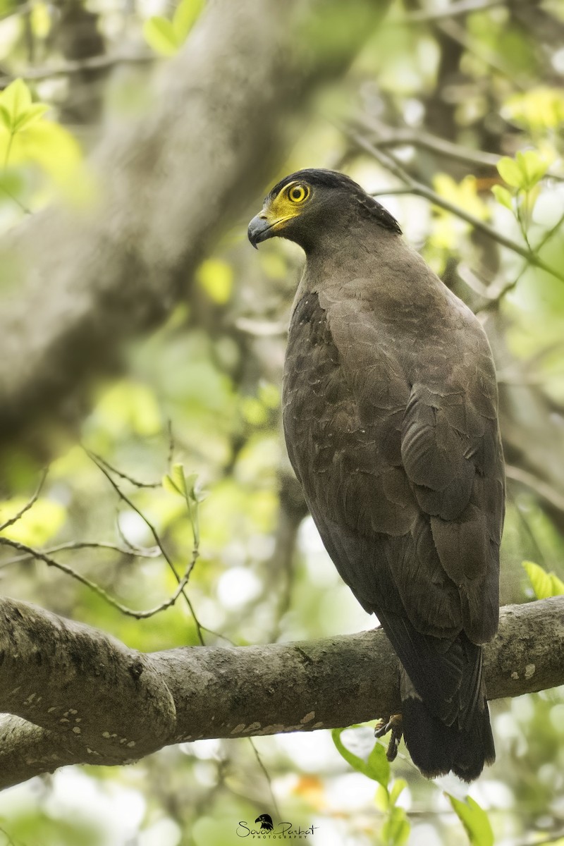 Crested Serpent-Eagle - ML590374831