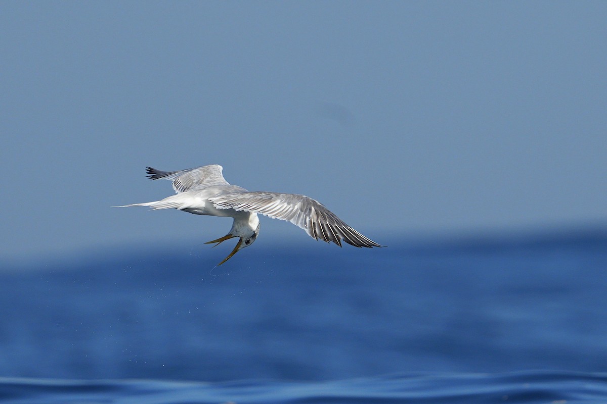 Great Crested Tern - ML590375721
