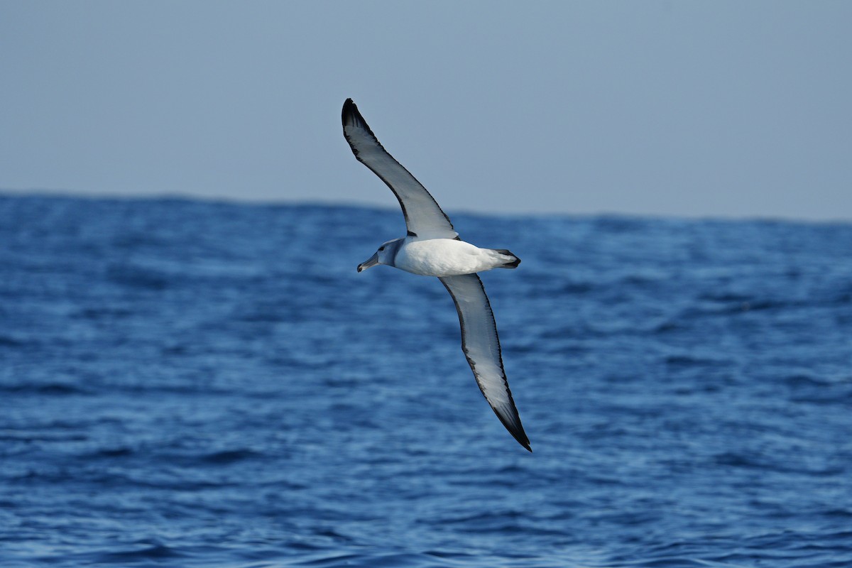 White-capped Albatross - ML590375931