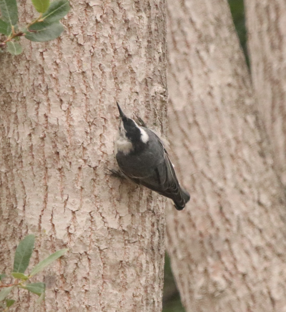 White-breasted Nuthatch - ML590377911