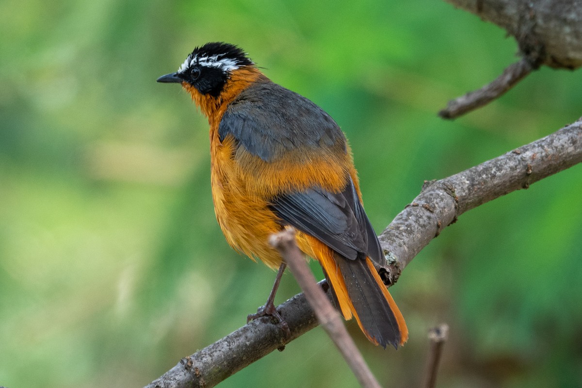 White-browed Robin-Chat - ML590383051