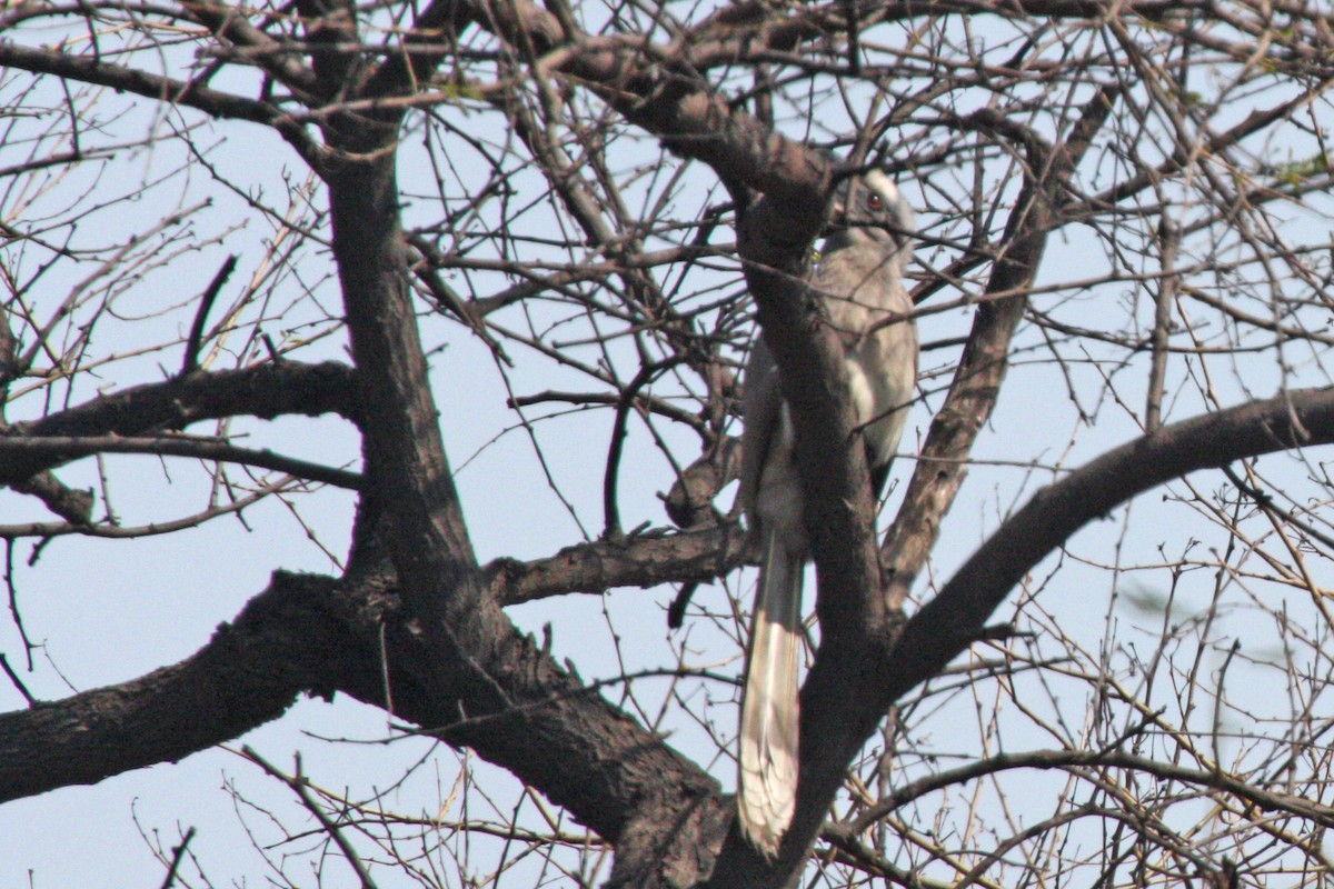 Indian Gray Hornbill - ML590384111