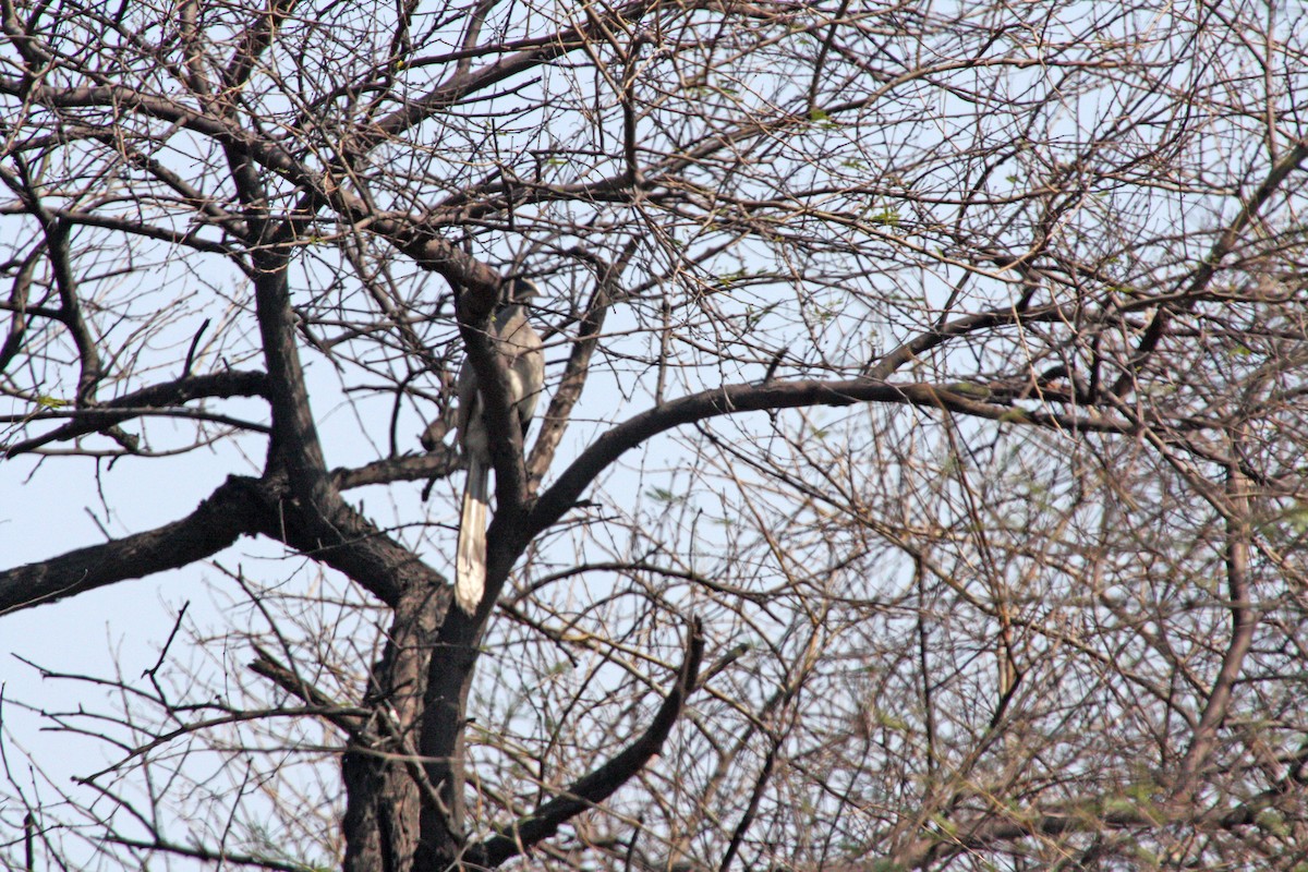 Indian Gray Hornbill - ML590384121