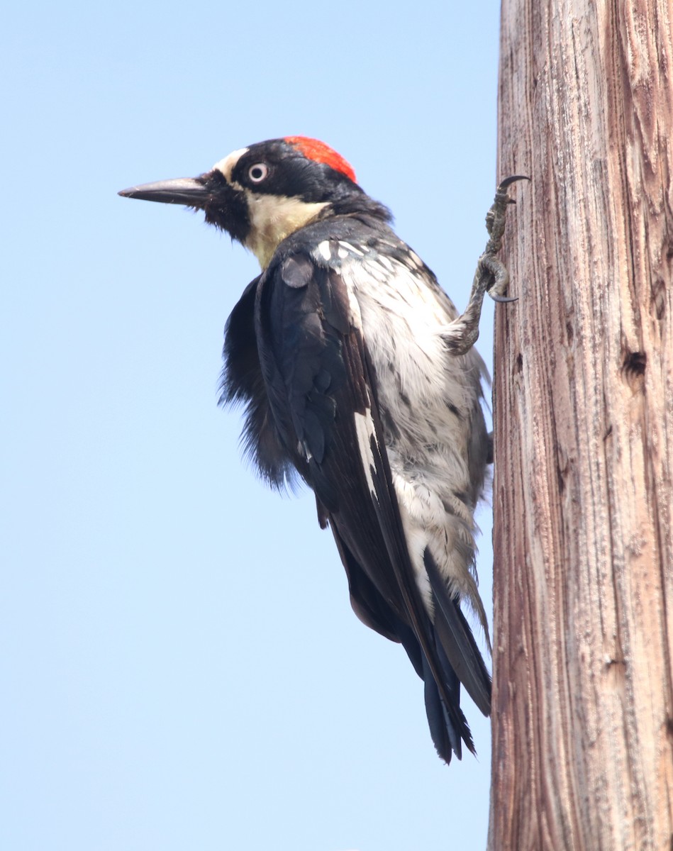 Acorn Woodpecker - ML590385481