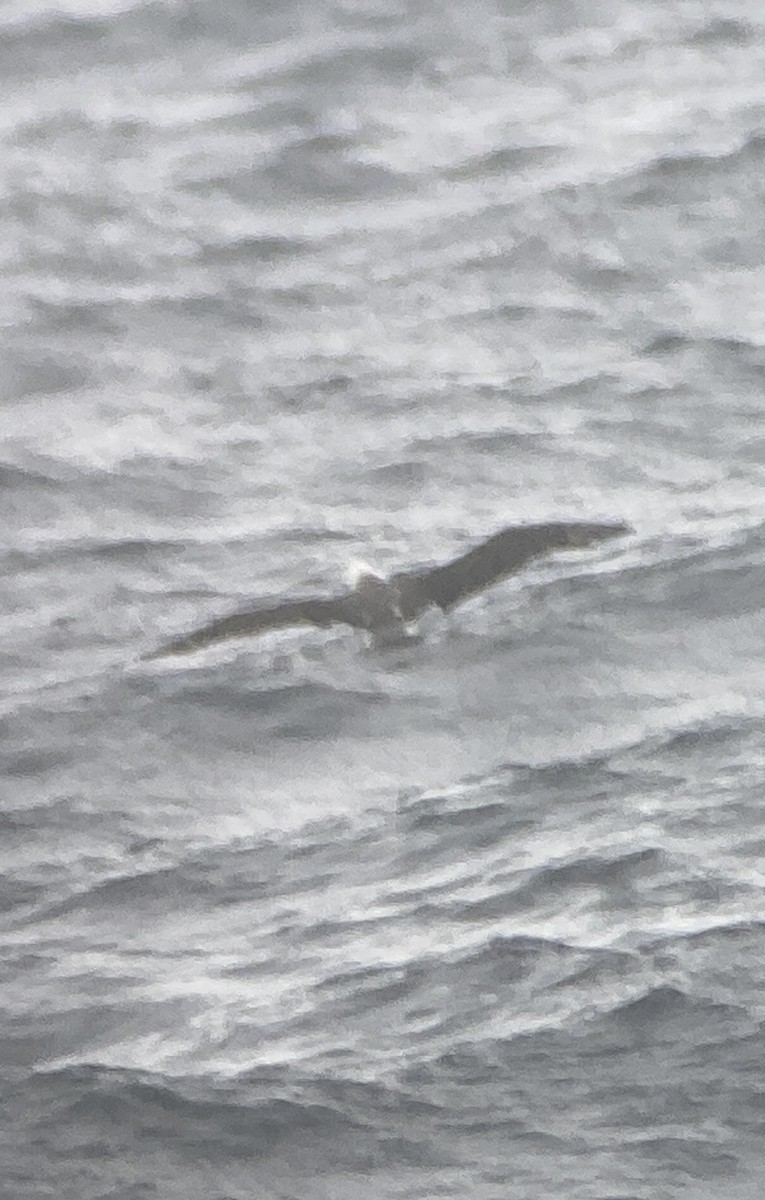 Albatros de Laysan - ML590385491