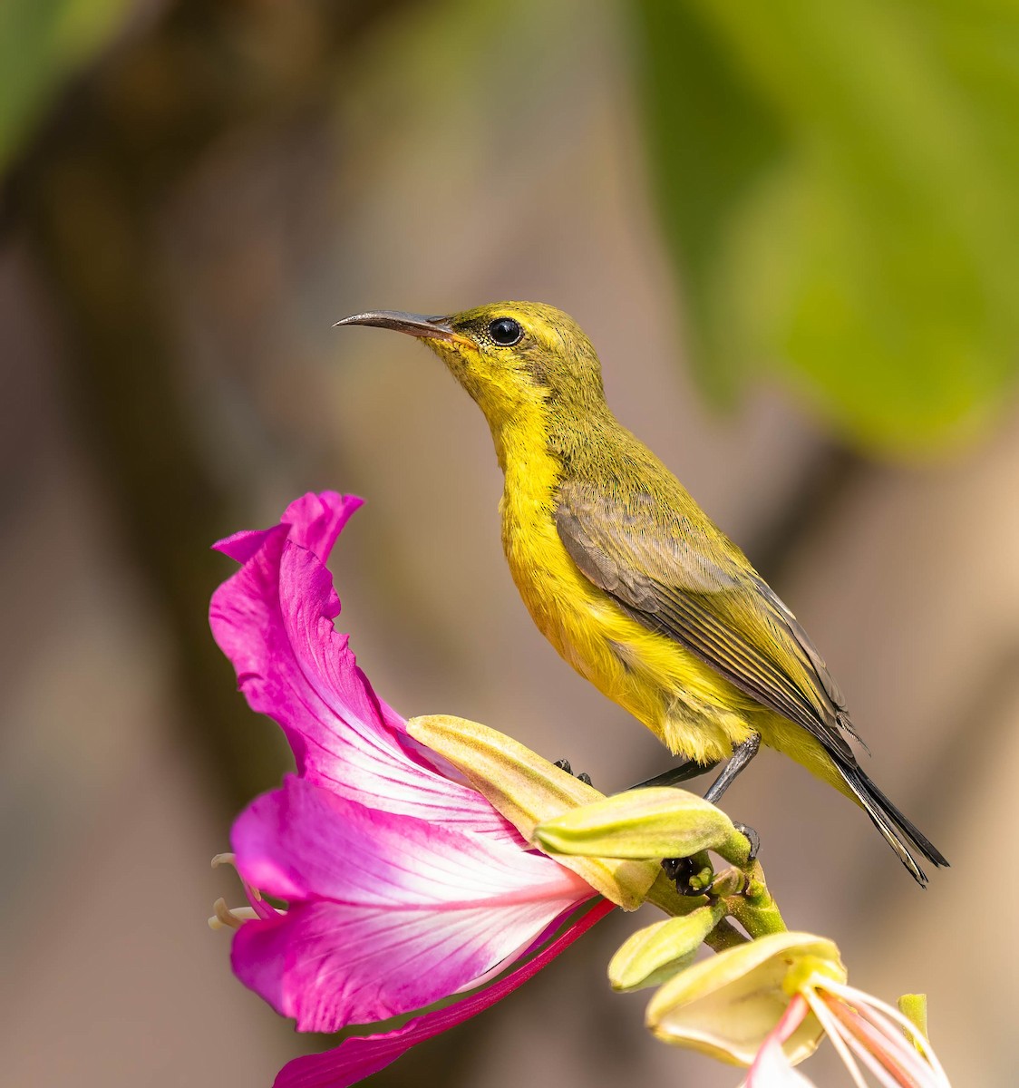 Ornate Sunbird - William Richards