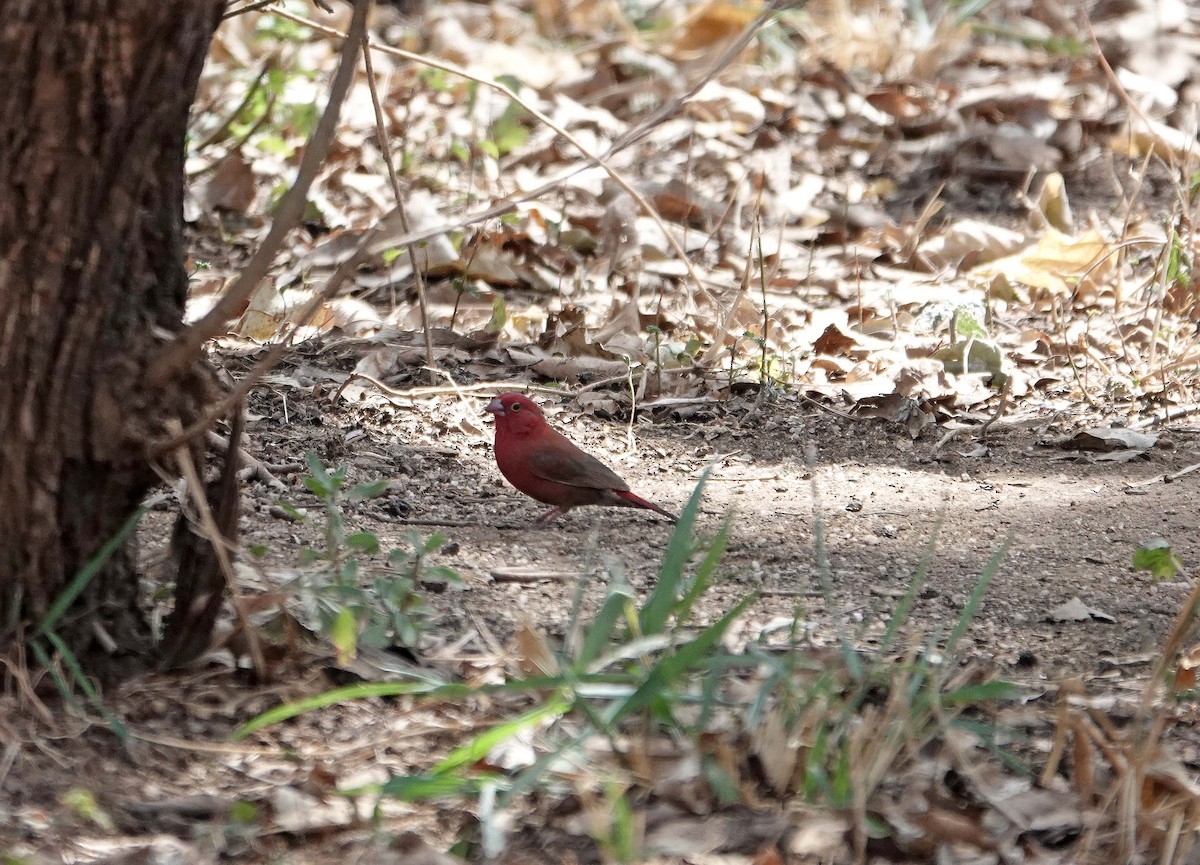 Red-billed Firefinch - Andy Martin