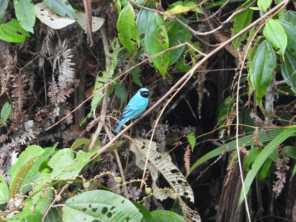 Swallow Tanager - ML590387031