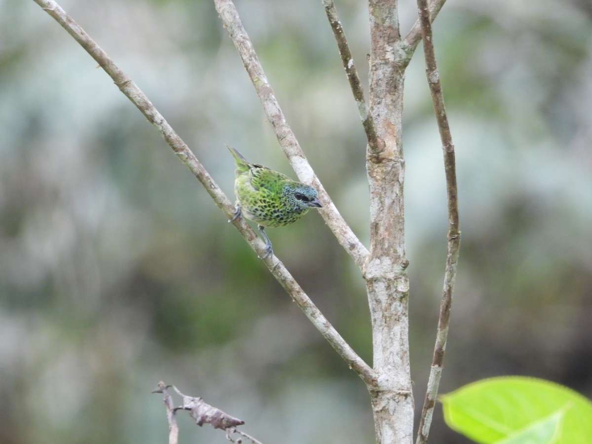 Spotted Tanager - ML590389251