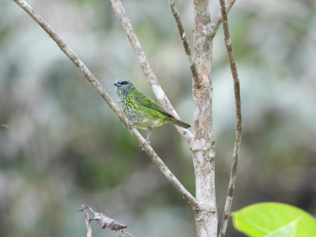 Spotted Tanager - ML590389261