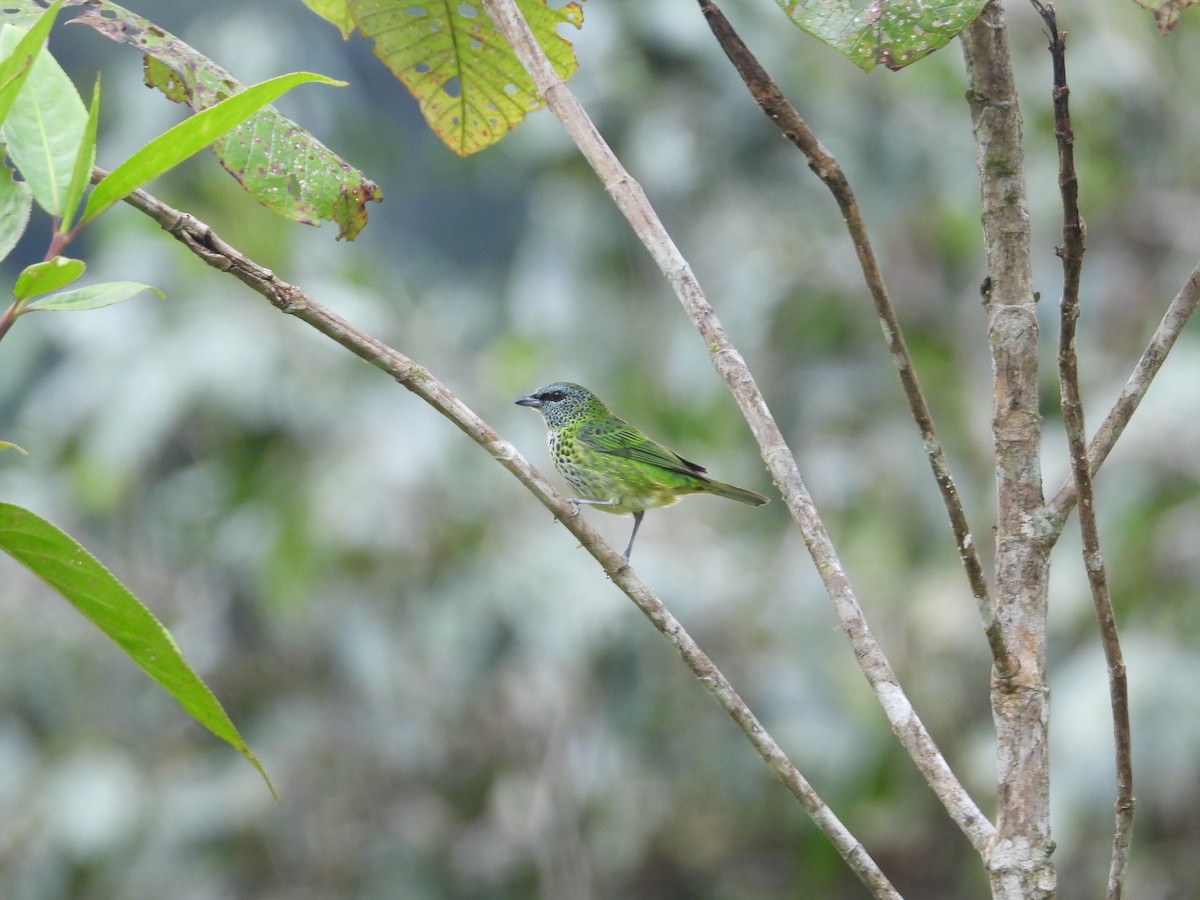 Spotted Tanager - ML590389271