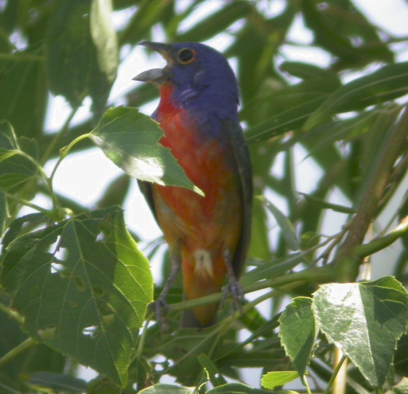 Painted Bunting - ML590390151