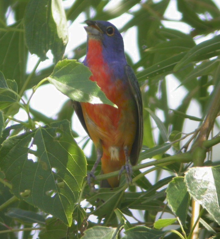 Painted Bunting - ML590390181