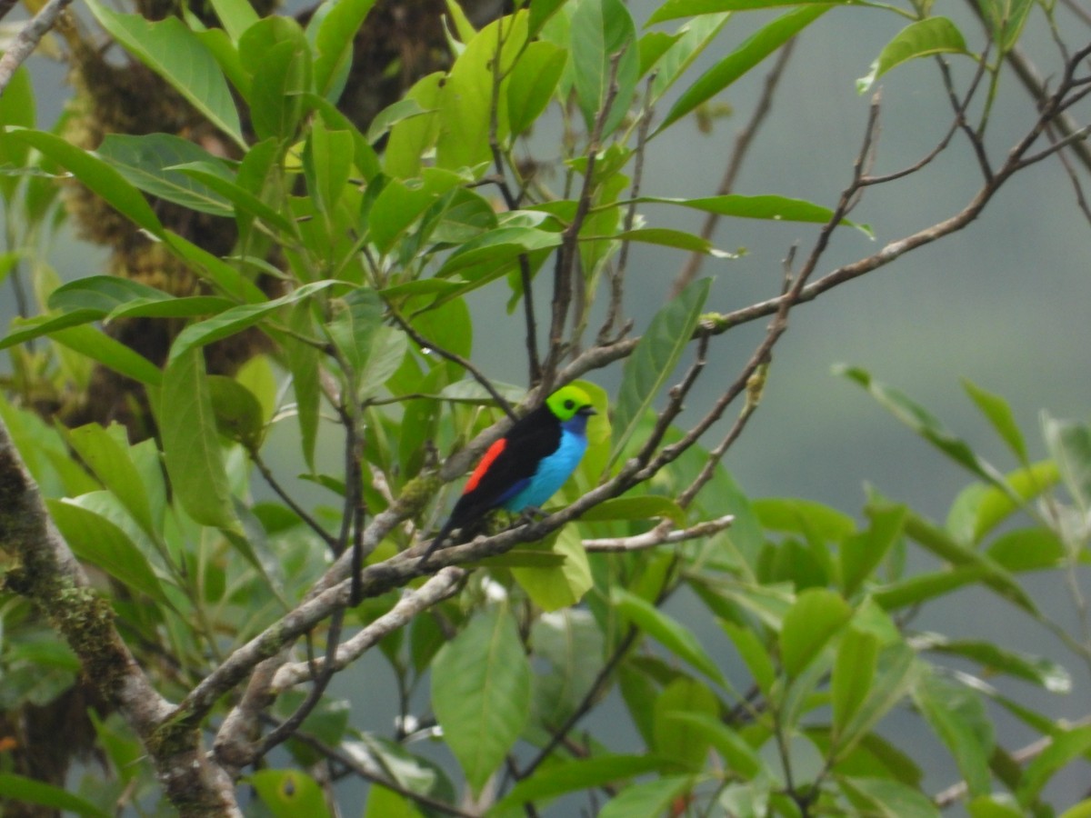 Paradise Tanager - ML590392181