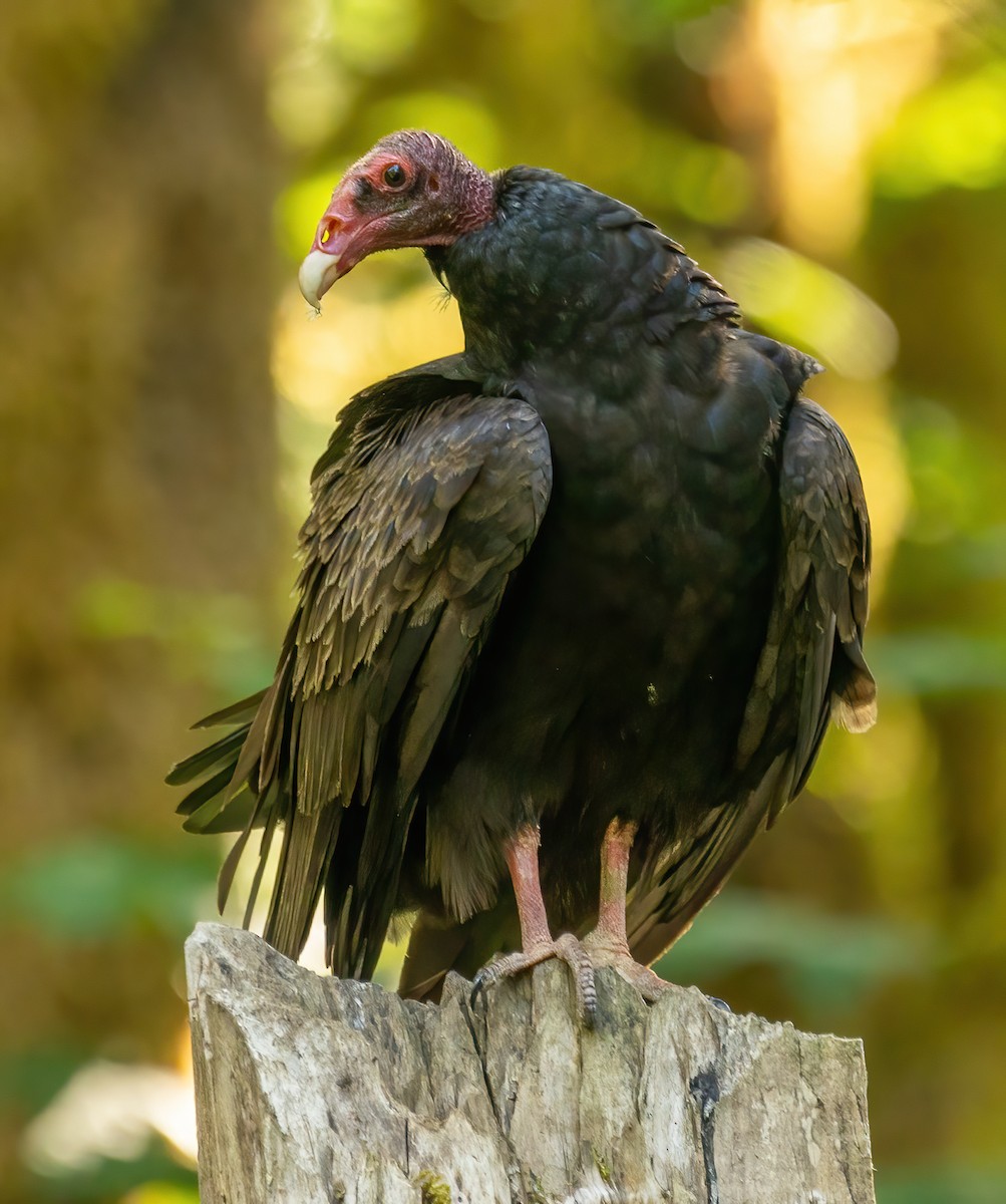Turkey Vulture - Paul  Bueren