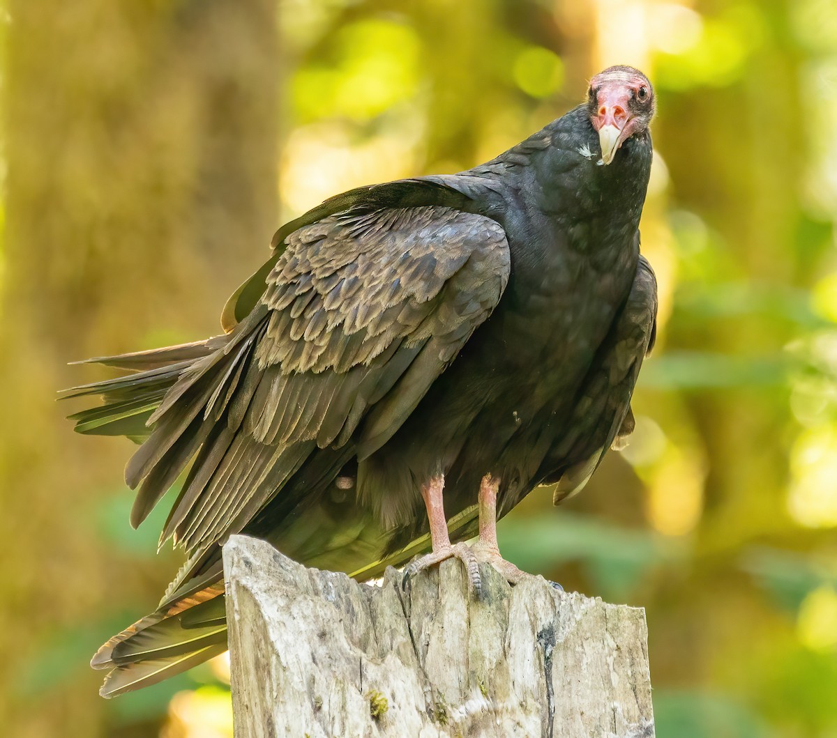 Turkey Vulture - ML590392441