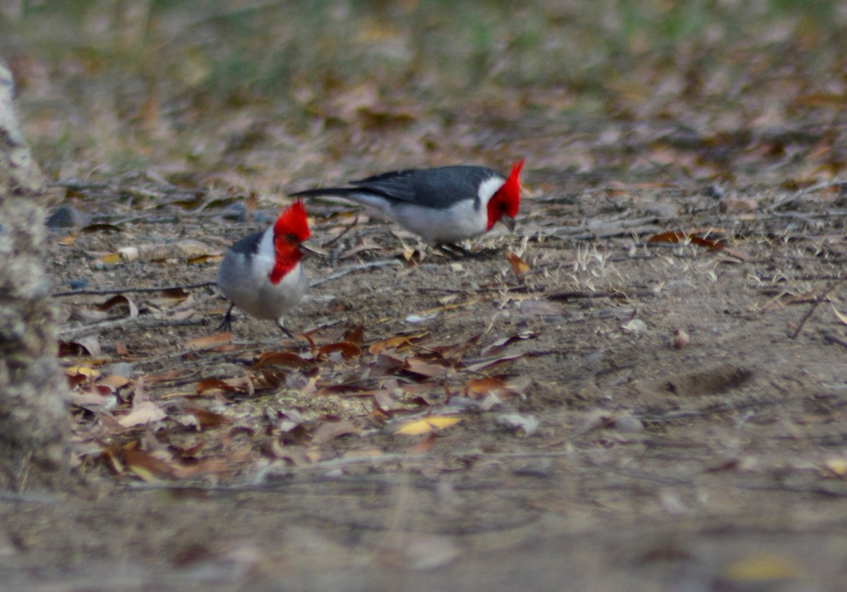 Red-crested Cardinal - ML590393471