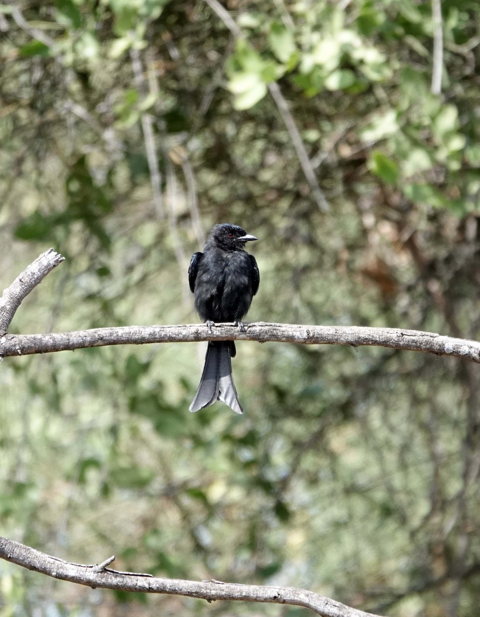 Fork-tailed Drongo - ML590397531