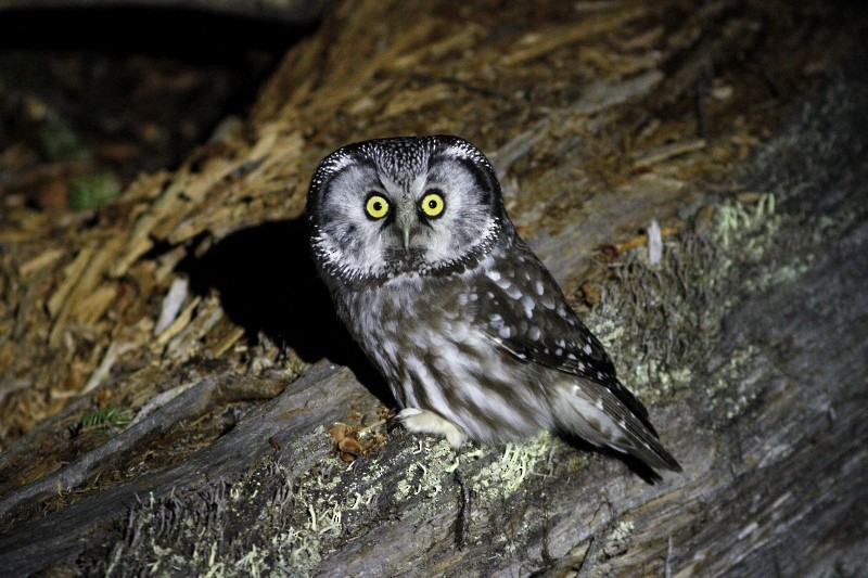 Boreal Owl - Dave Beeke
