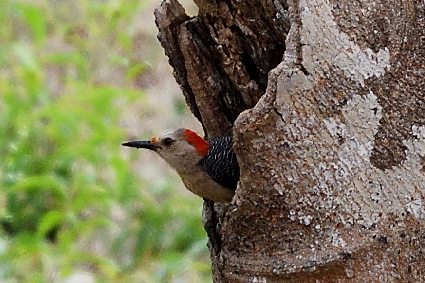 Golden-fronted Woodpecker - ML590401771