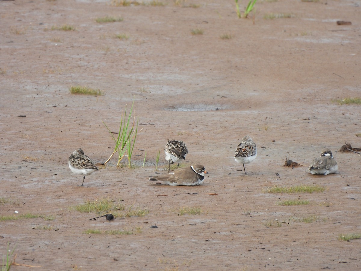 Semipalmated Plover - ML590401781