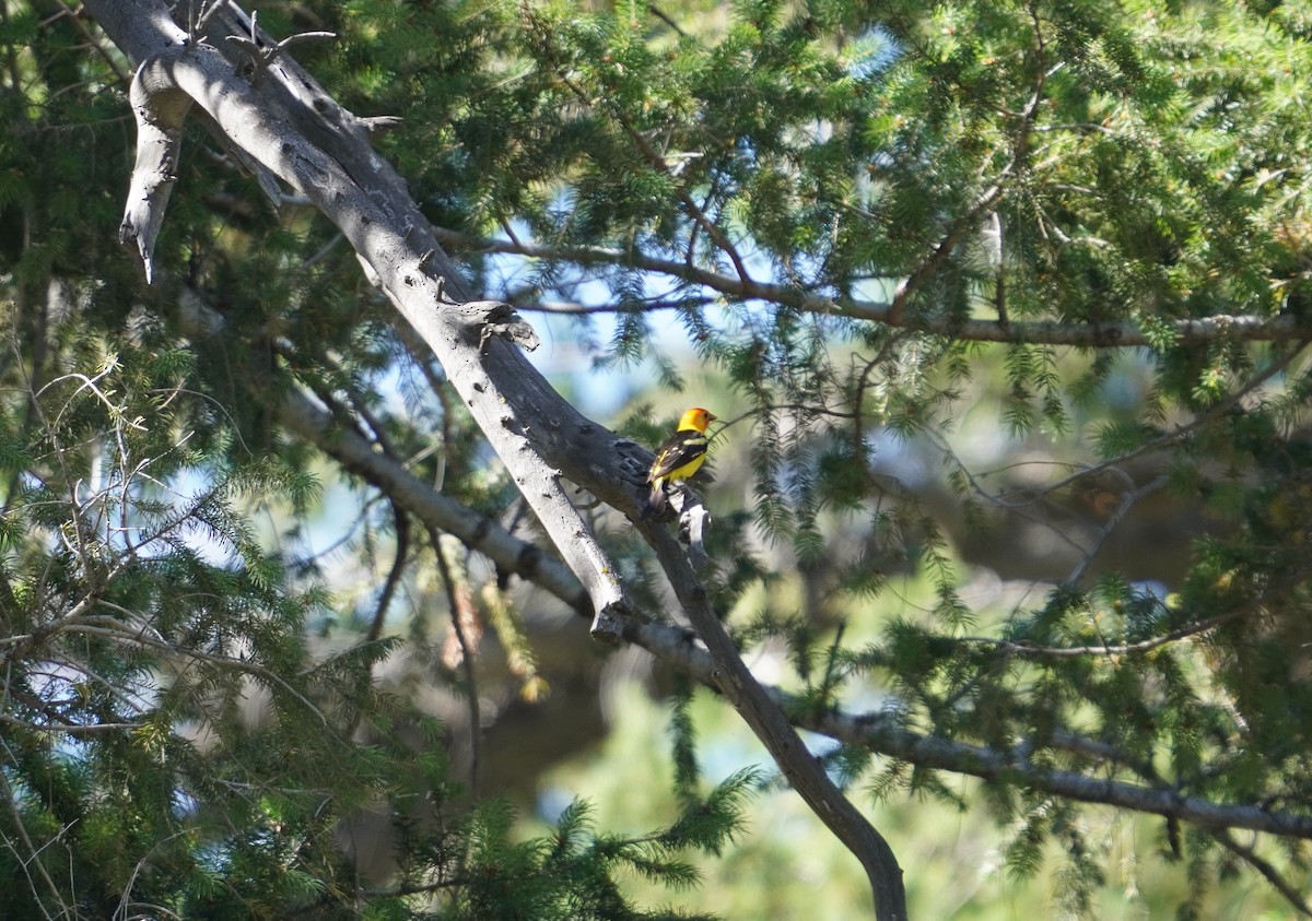 Western Tanager - ML590402451