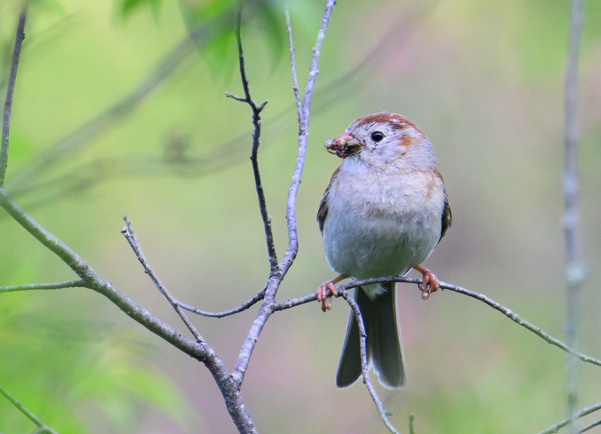 Field Sparrow - ML590402931