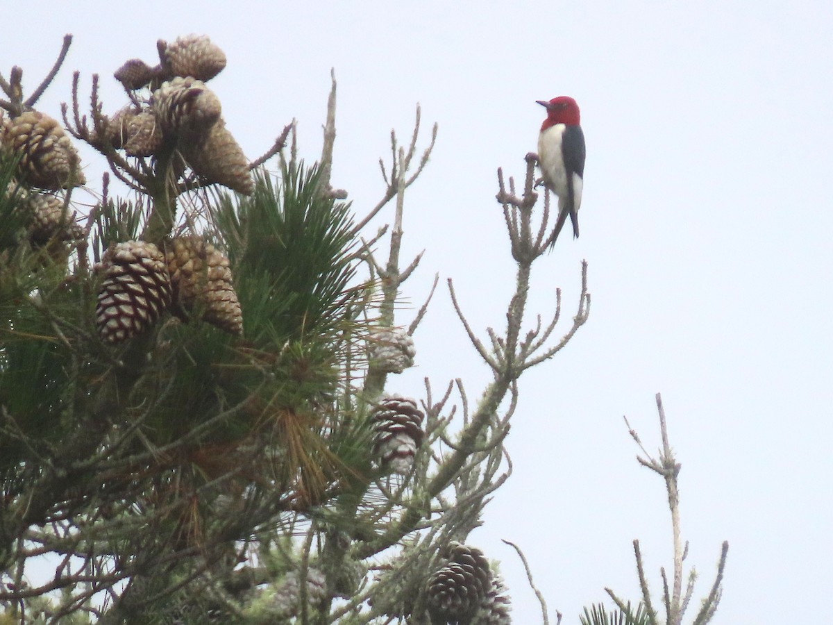 Red-headed Woodpecker - John Perry