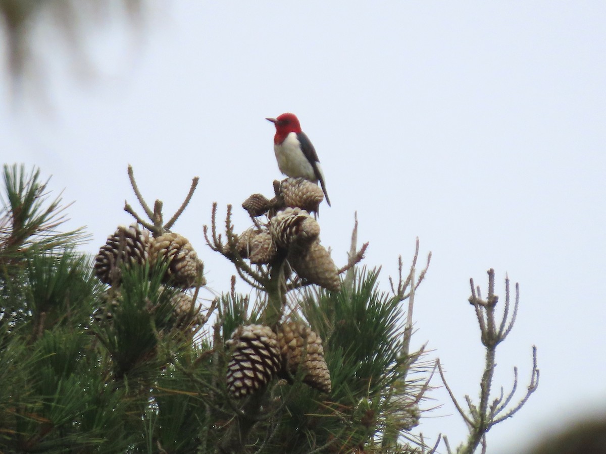 Red-headed Woodpecker - John Perry