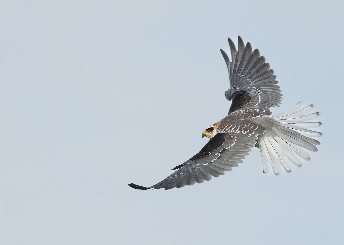 White-tailed Kite - Gabriel Cordón