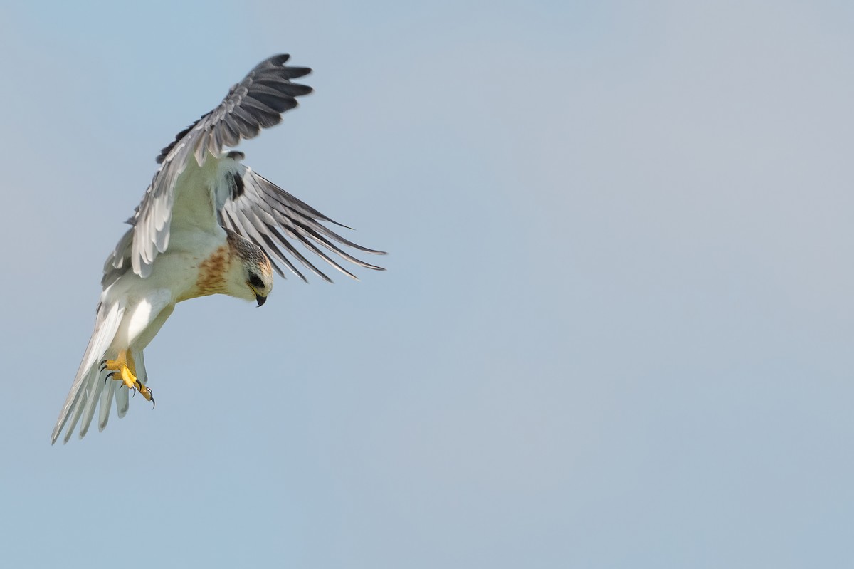 White-tailed Kite - ML590404271