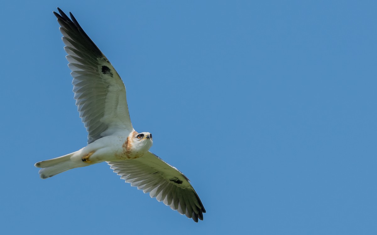 White-tailed Kite - ML590404311