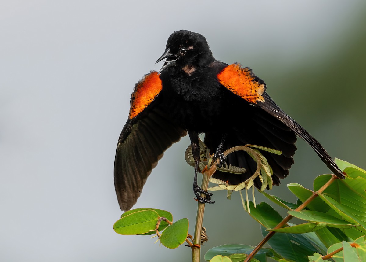 Red-winged Blackbird - ML590405351