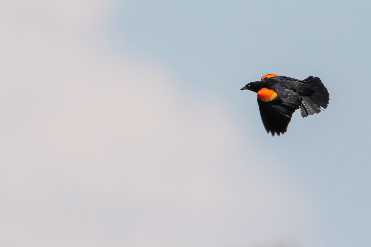 Red-winged Blackbird - ML590405701