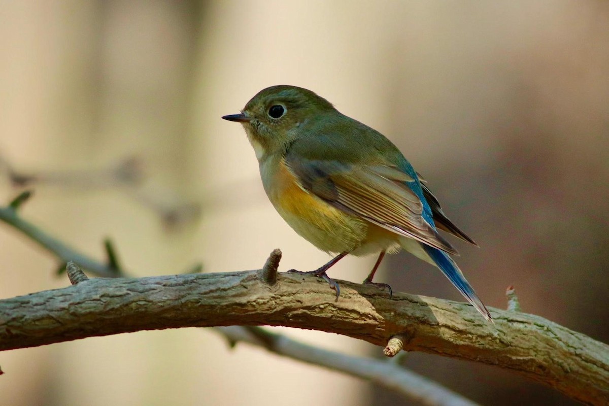 Red-flanked Bluetail - ML590407851
