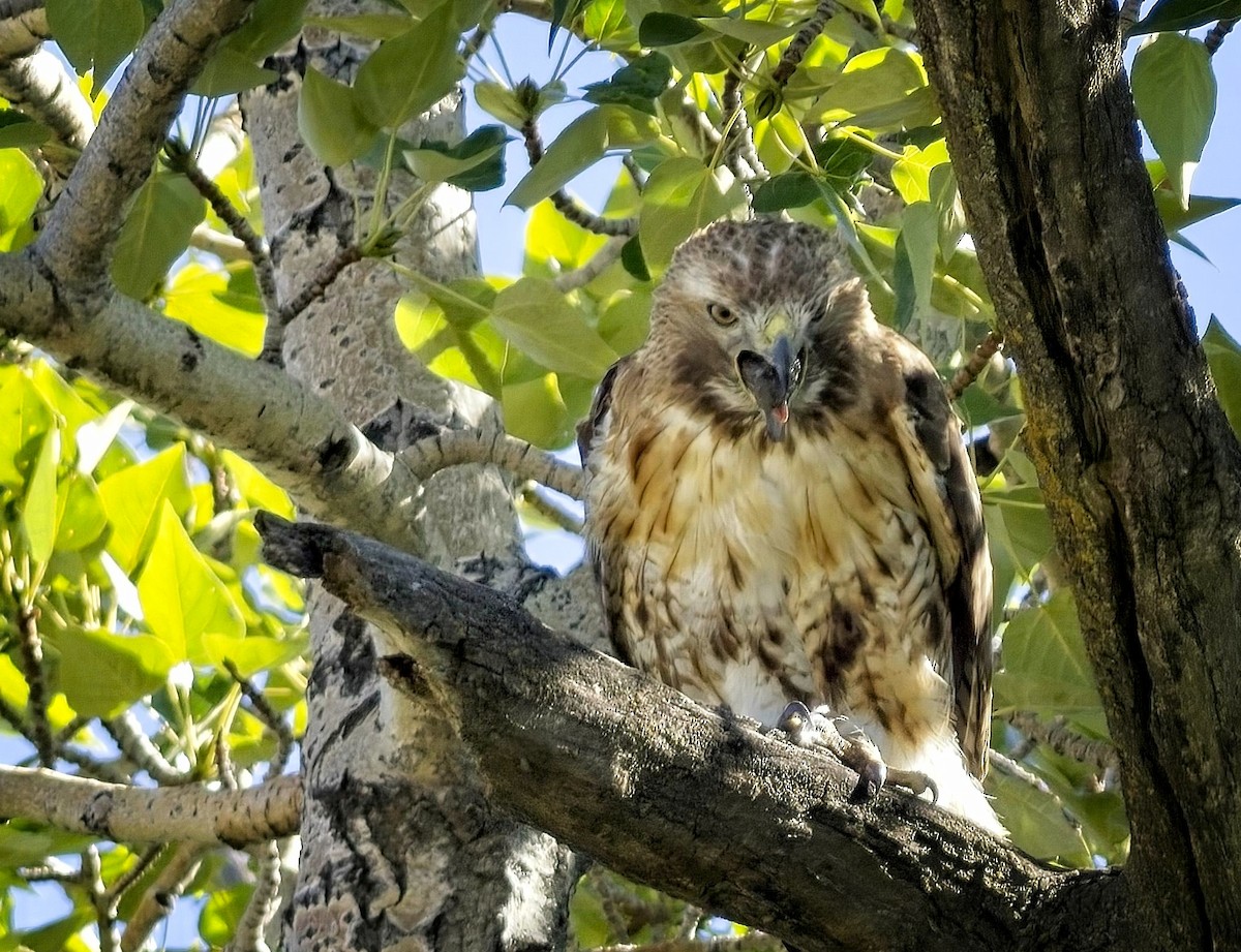 Red-tailed Hawk - ML590409871