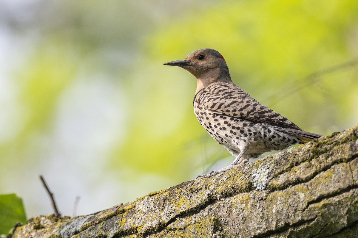 Northern Flicker (Yellow-shafted) - ML590415451