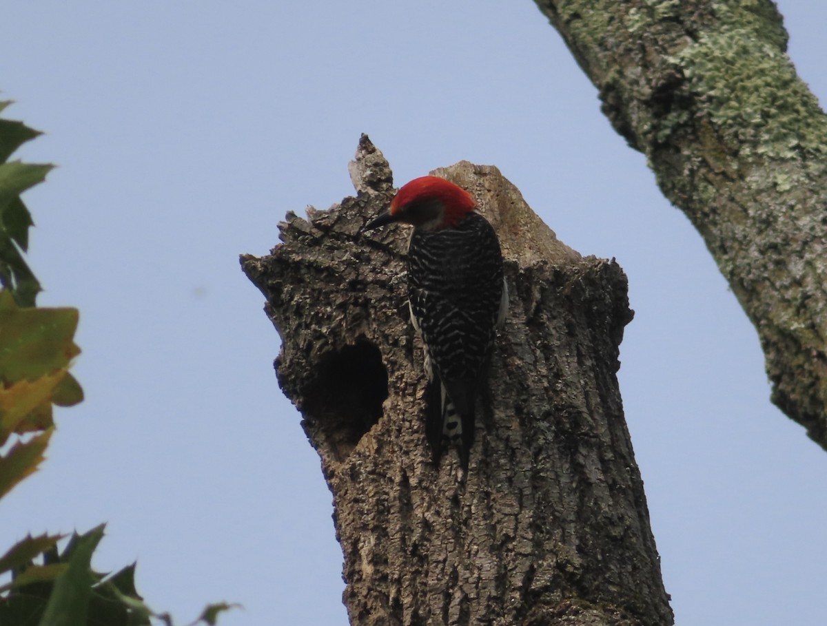 Red-bellied Woodpecker - ML590416211