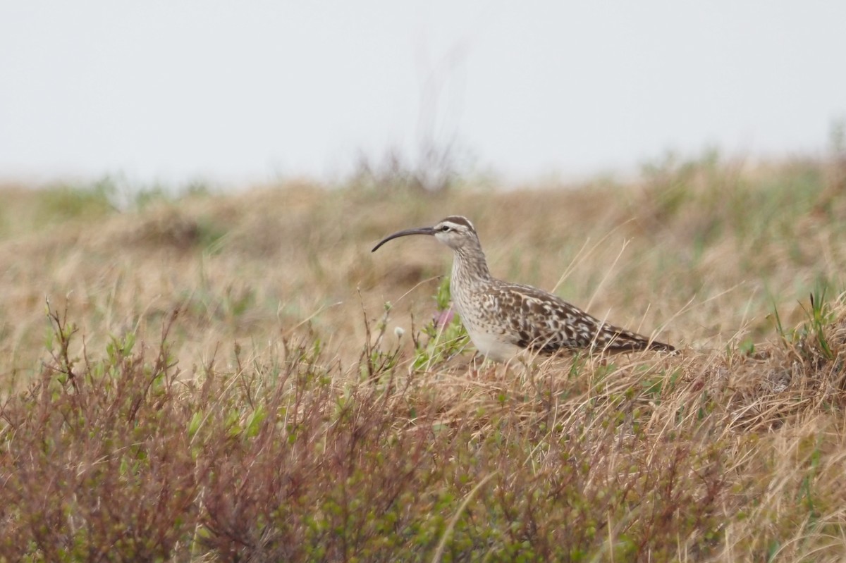 Bristle-thighed Curlew - ML590416861