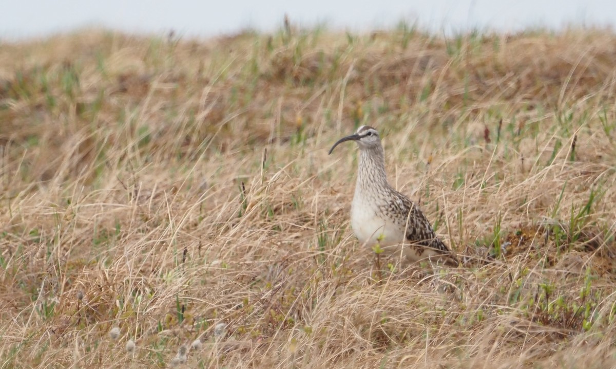 Bristle-thighed Curlew - ML590417181