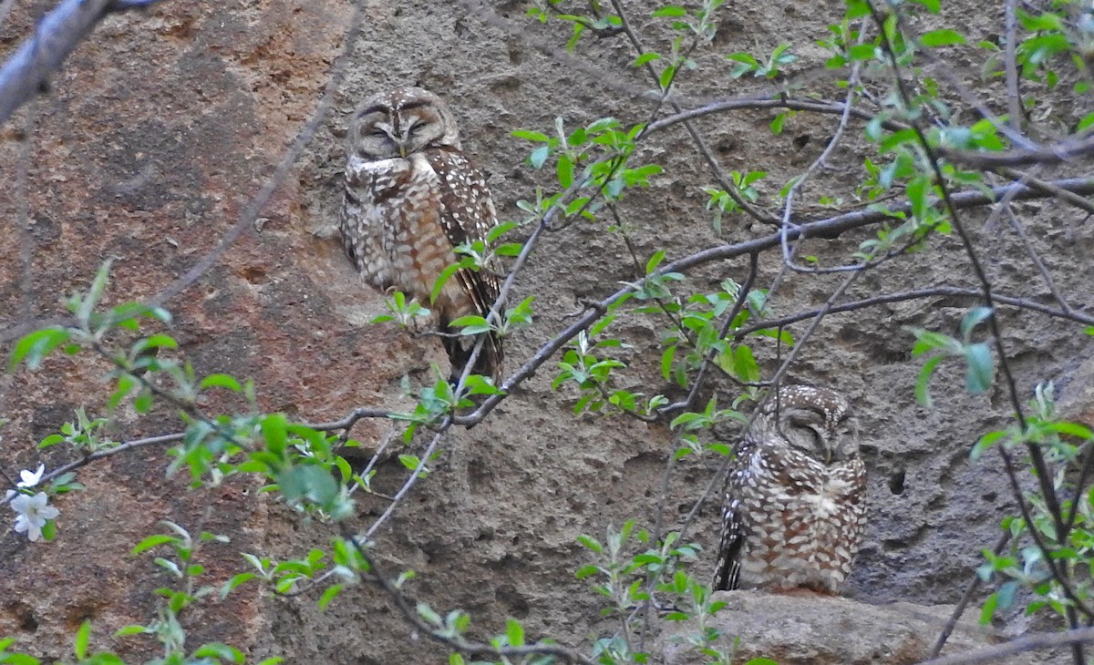 Spotted Owl - ML59041831