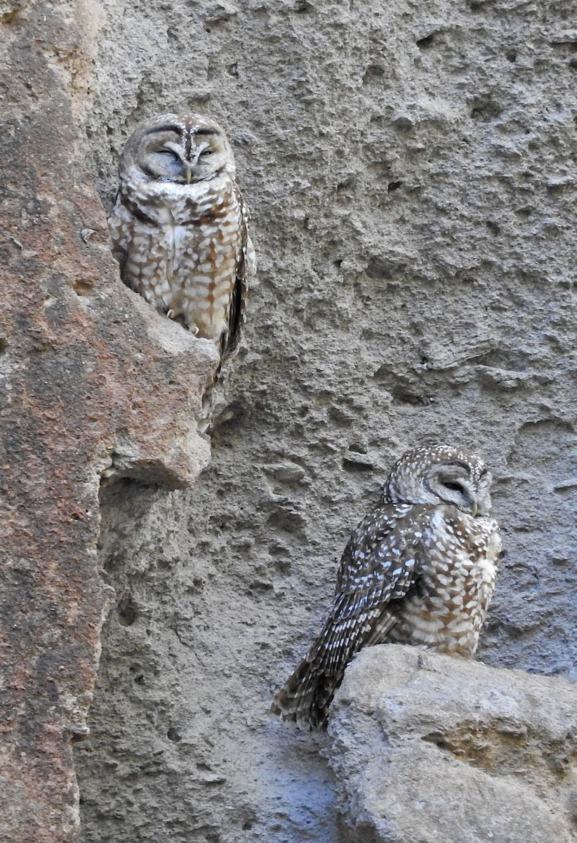 Spotted Owl - ML59041851