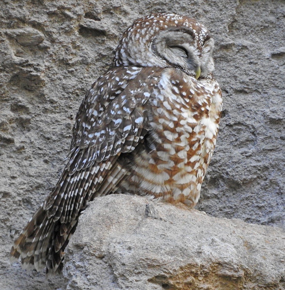 Spotted Owl - ML59041881